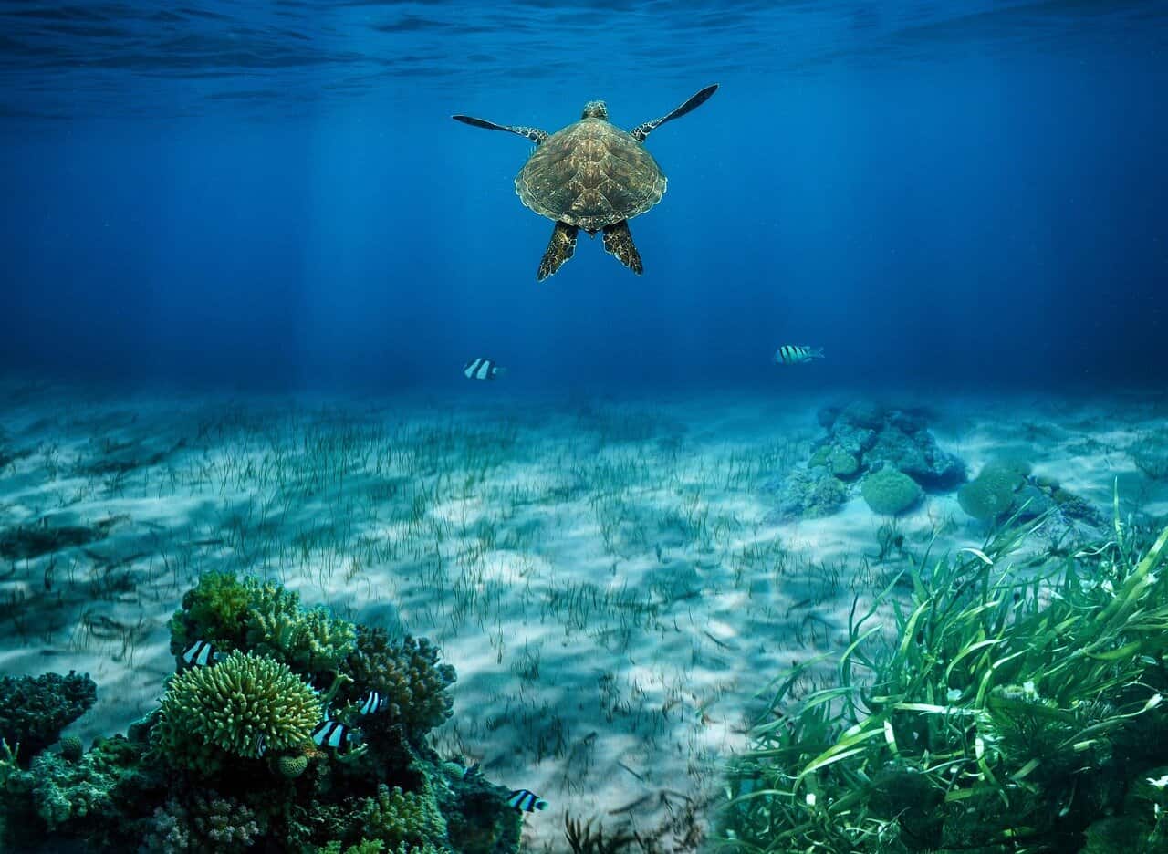 sea turtle 8890529 1280